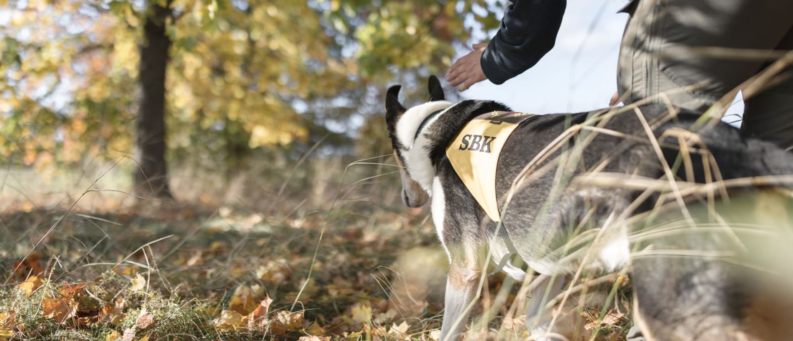 En sökhund med SBK-väst nosar i höstlöv, hundföraren hukar bredvid